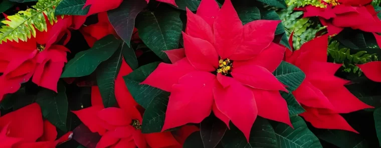 comment faire refleurir un poinsettia