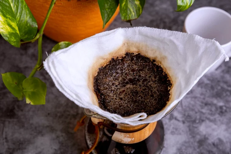 comment faire refleurir une orchidee avec du cafe