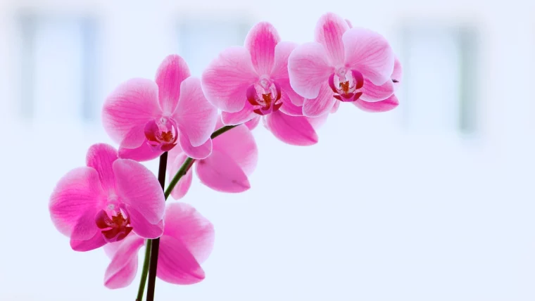 comment faire refleurir une orchidee remede de grand mere