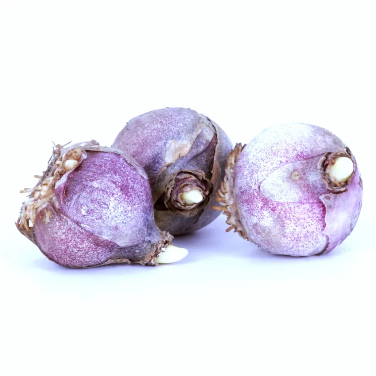 comment faire repartir des bulbes violettes de jacinthe