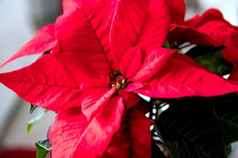 comment faire rougir un poinsettia fleurs rouges