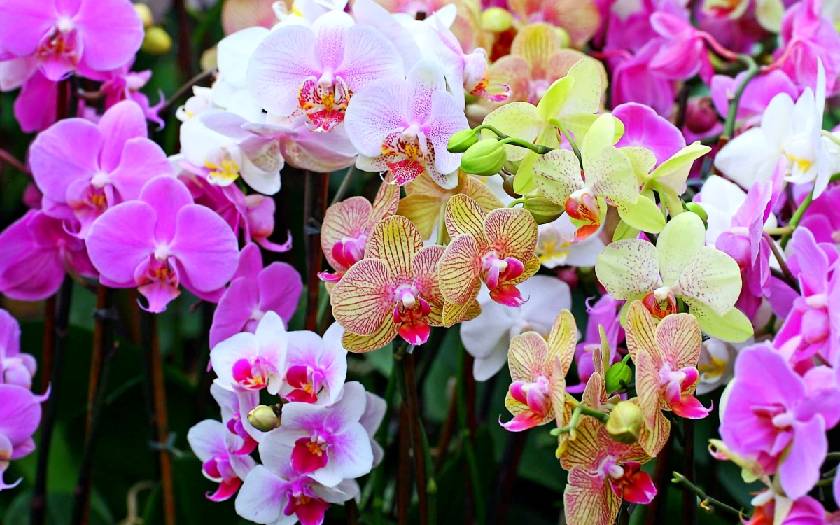 comment forcer une orchidee a fleurir fleurs couleurs differenetes