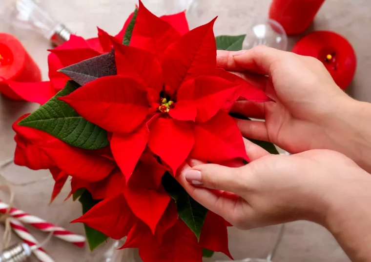 comment garder pluslongtemps in poinsettia fleurs rouges