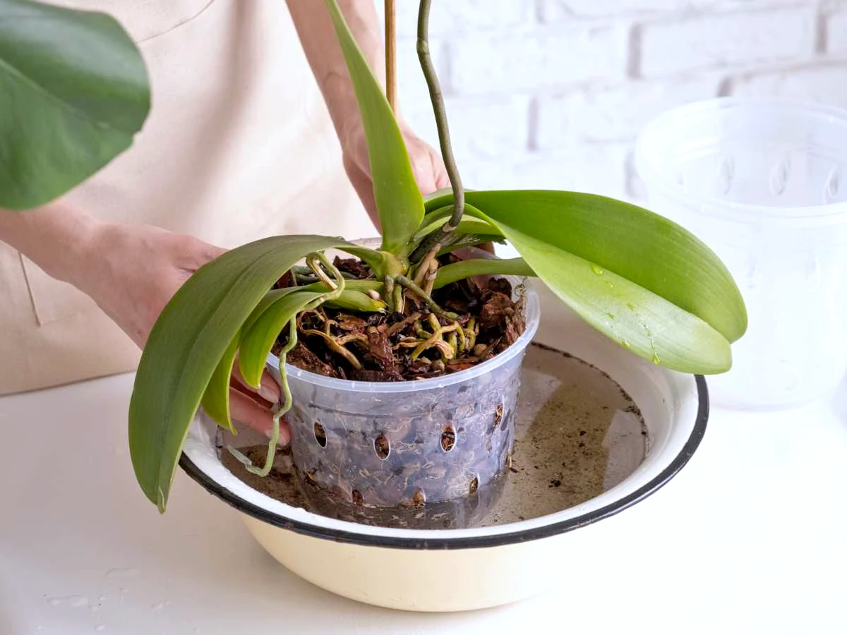 comment ne pas fait mourir une orchidee bassinage feuile verte