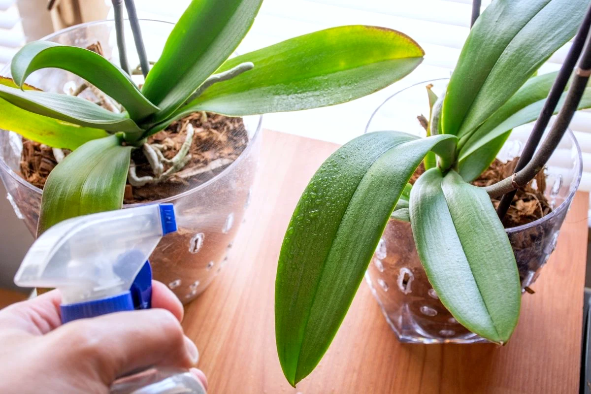 comment nettoyer les feuilles verte d une orchidee spray