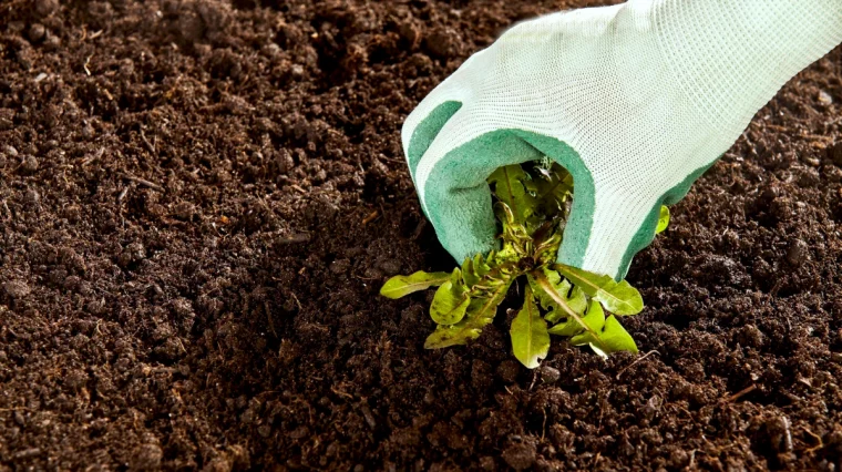 comment reutiliser les mauvaises herbes dans le jardin