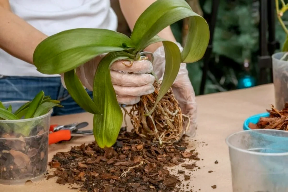comment soigner naturellement une orchidee qui meurt feuilles vertes et racines