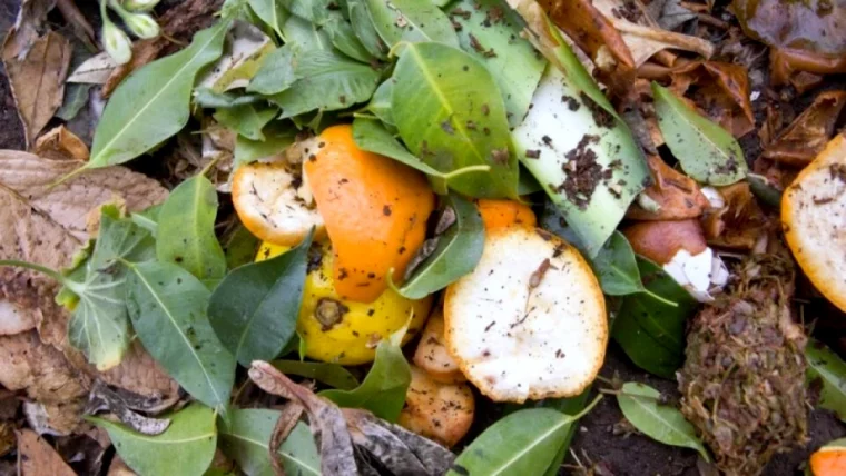 comment utiliser les agrumes dans le compost