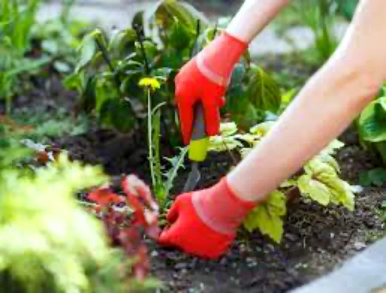 compost de mauvaises herbes es til bon au potager gants rouges