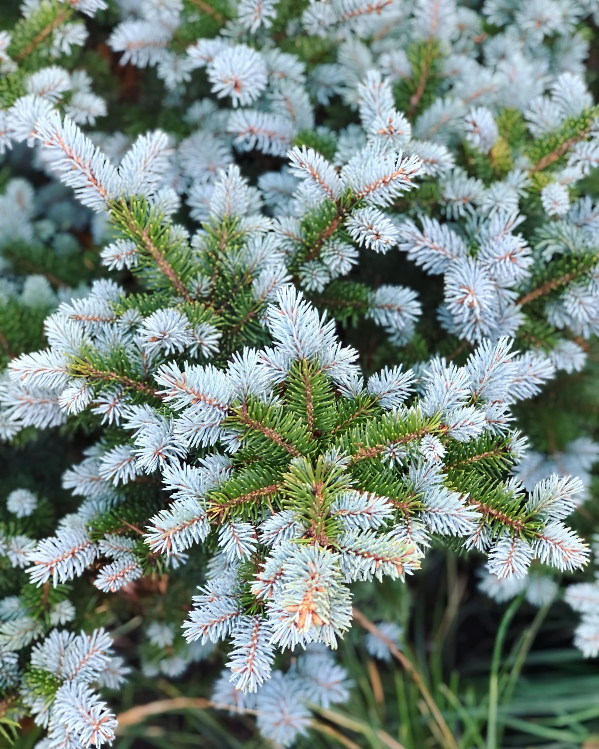 conifere arbre persistant jardin petit pincea pungens varietes couleur blanche