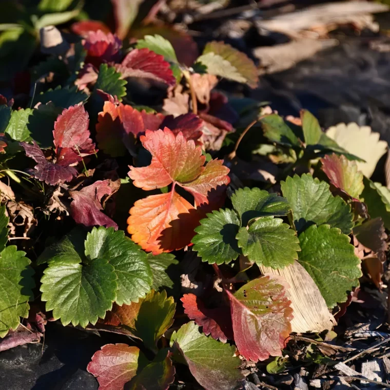 conseils de protection hivernale des plants d ete