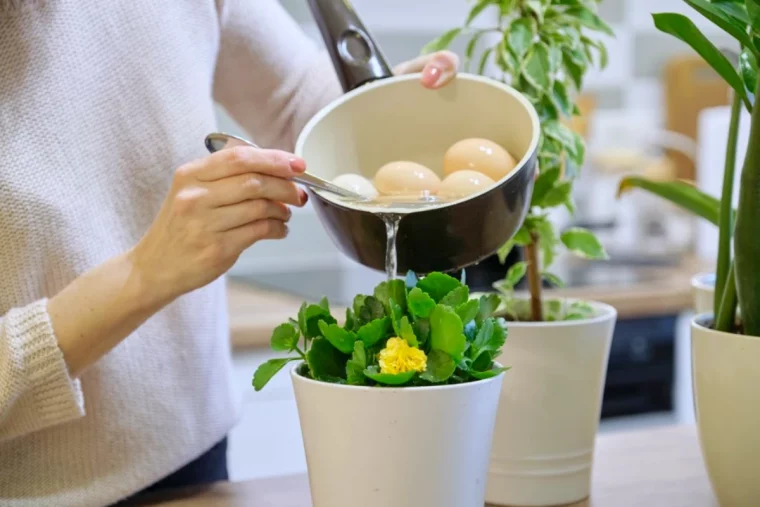 coquilles d oeufs comme fertilisant pour orchidee feuilles vertes