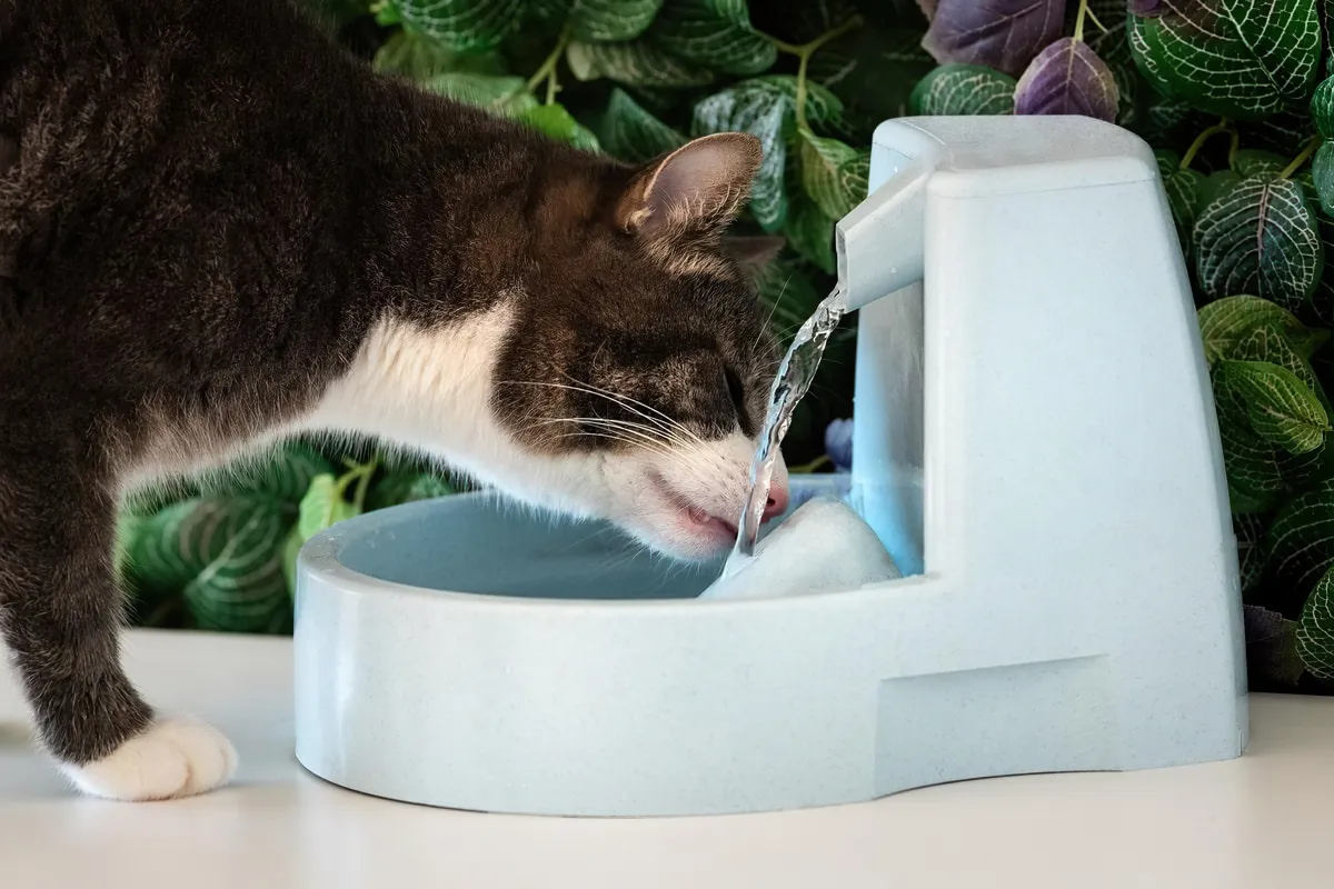 de combien d eau a besoin un chat pendant l hiver