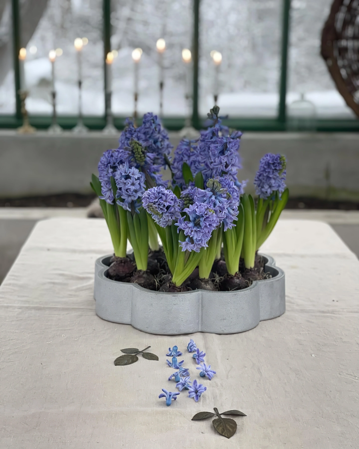 deco table avec jacinthes en pot interieur fleurs violettes bulbes bougeoirs