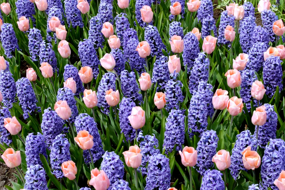 des jacinthes violettes au milieu des tulipes