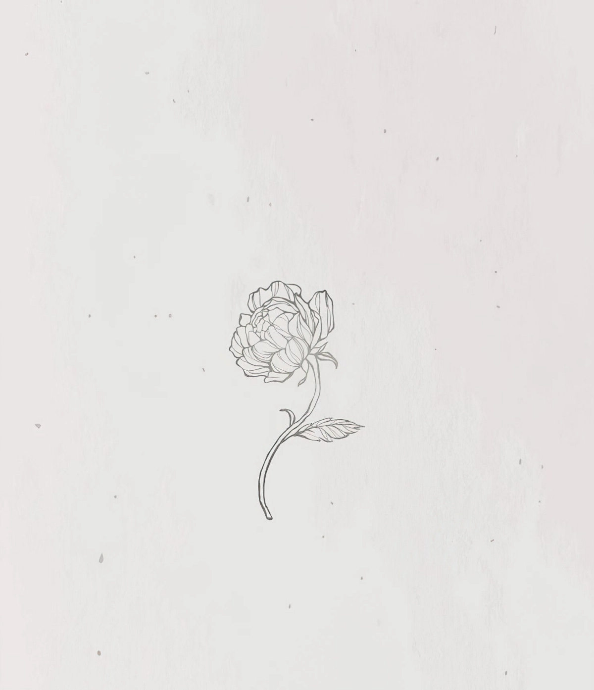 dessin aesthetic facile fleur realiste petales fond arriere plan gris clair