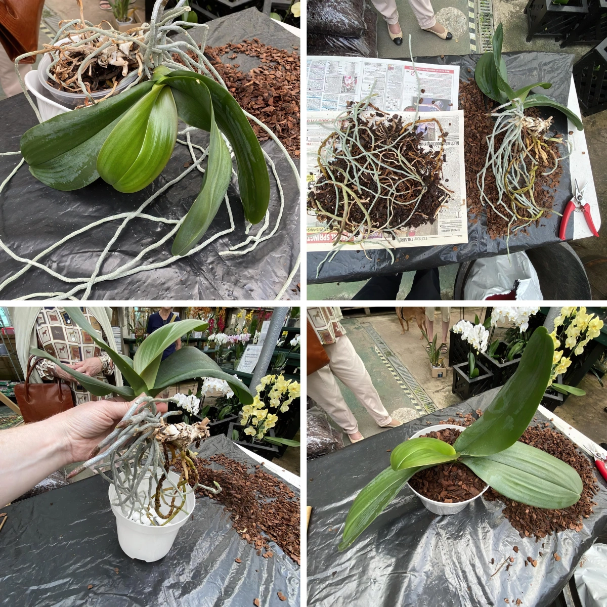 doit on couper les racines aeriennes des orchidees pot plastique substrat drainage