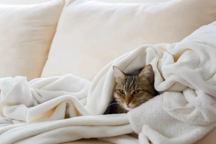 doit on couvrir son chat de couvertures en hiver