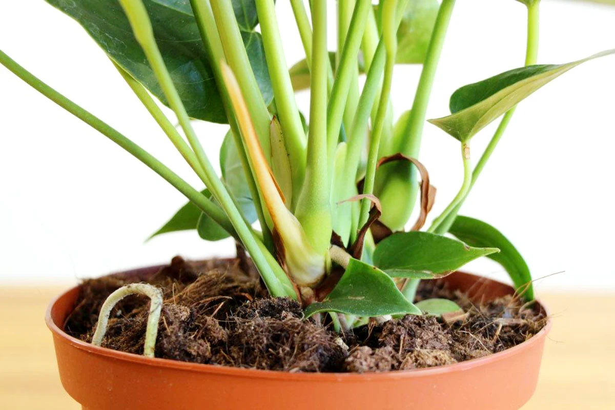 entretien anthurium feuilles jaunes pot racines