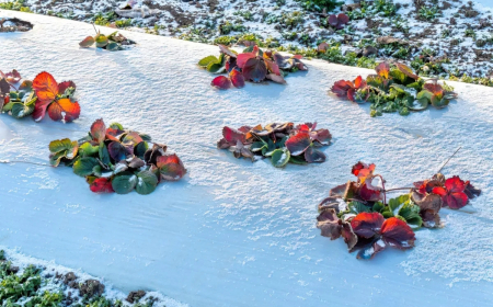entretien des fraisiers en hiver protection arrosage