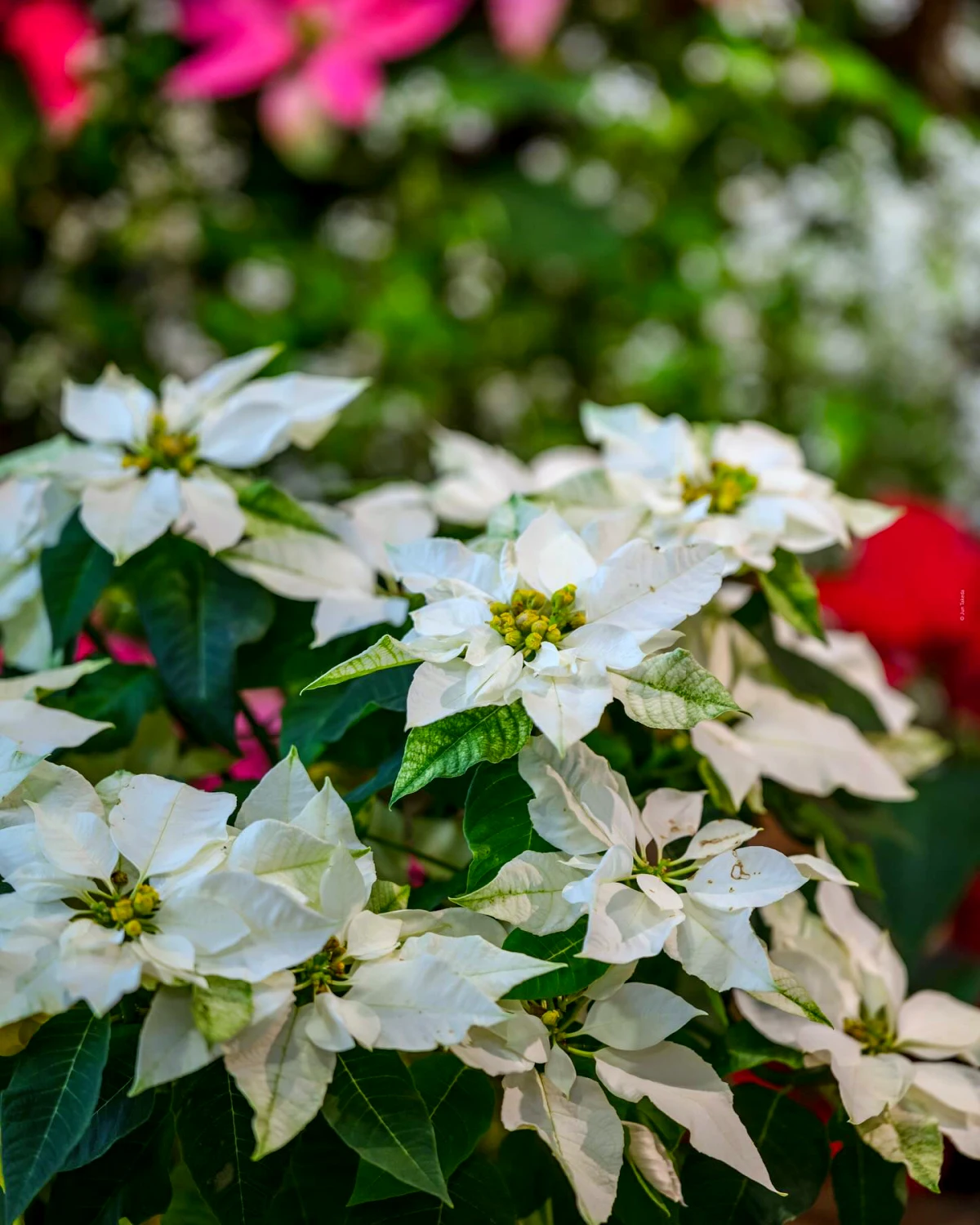 est ce que le poinsettia se garde fleurs blanches feuilles vertes