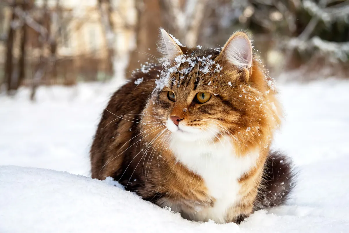 est que la neige est mauvaise pour les chats