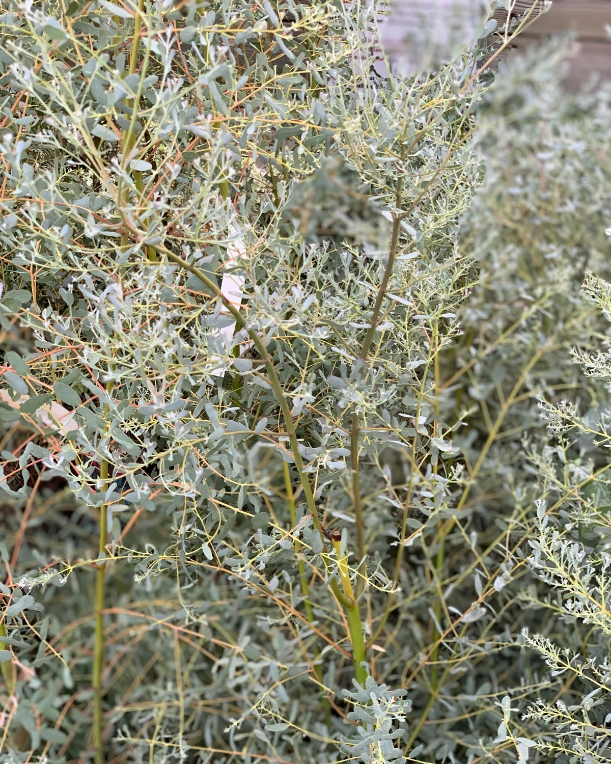 eucalyptus pauciflora subsp niphophila branches vertes feuilles vert gris