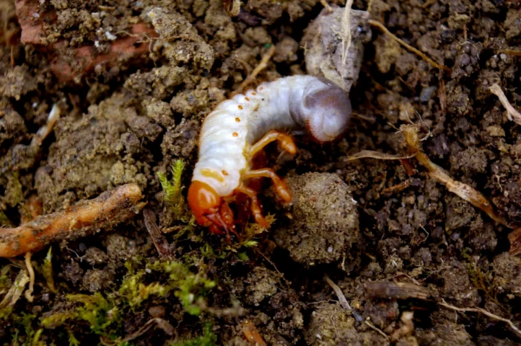 faut il laisser les gros vers blanc dans le compost terre