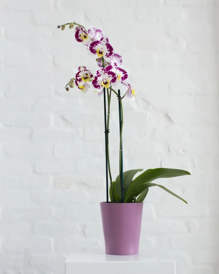 faut il mettre un tuteur a son orchidee