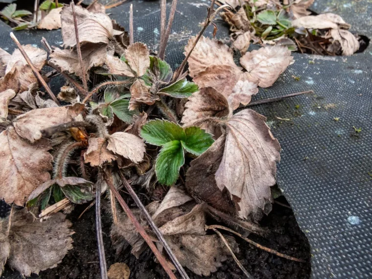 faut il mettre un voile d hiveernage aux fraisiers