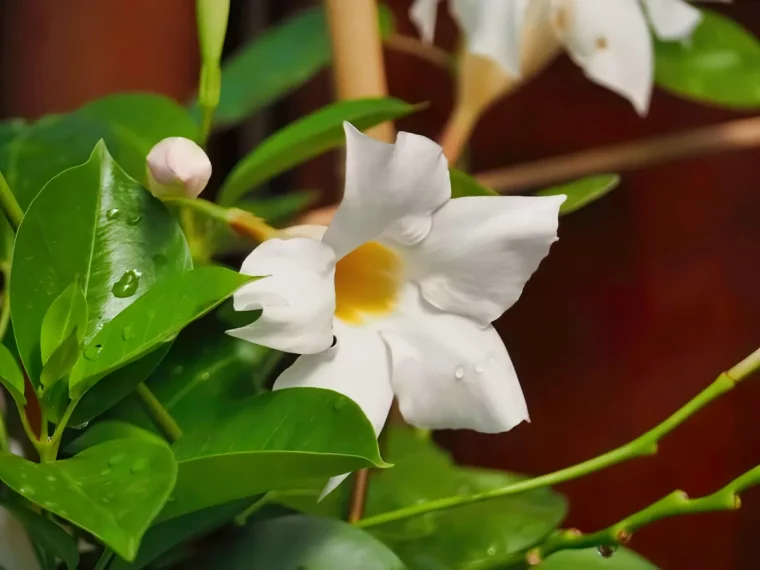 floraison hivernale du jasmin du bresil est ce possible