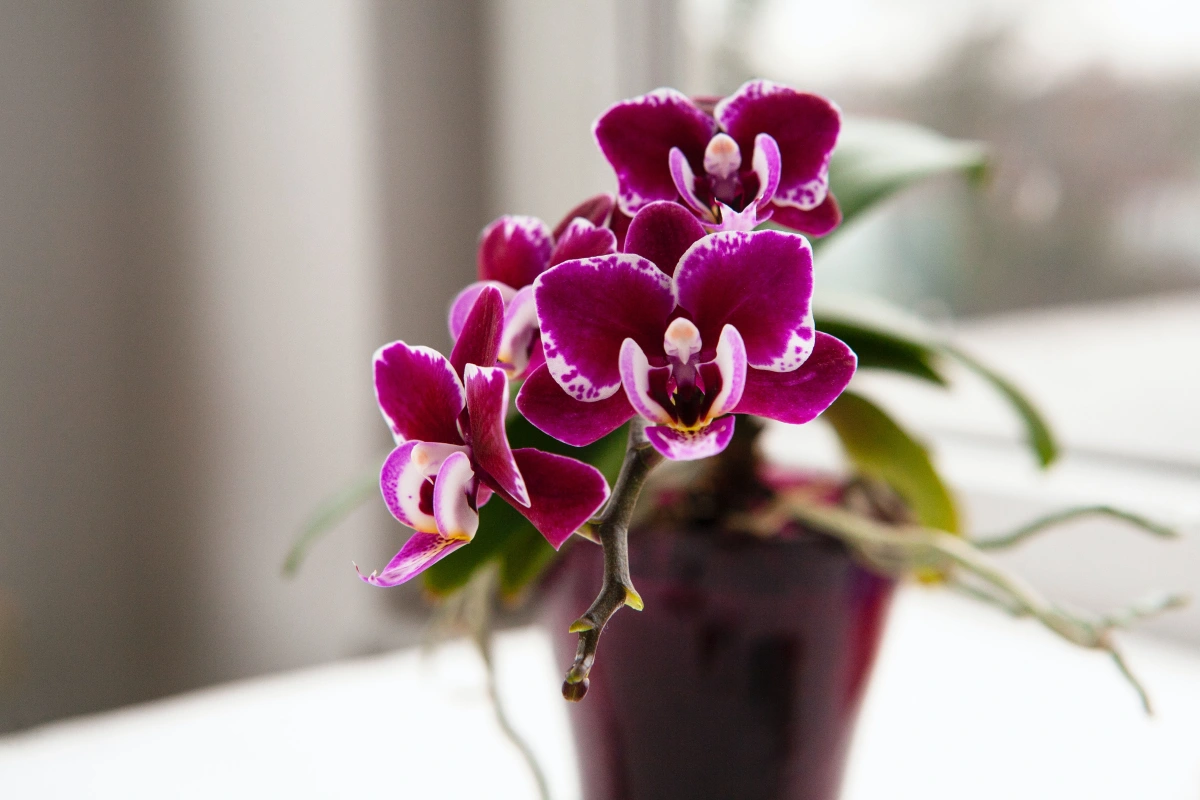 floraison orchidee racines bourgeons pot violet fenetre lumiere surface table blanche
