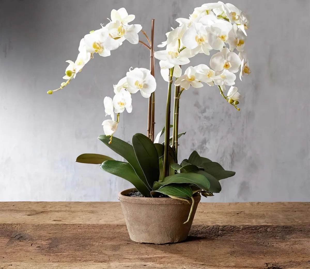 guide pratique pour reussir la culture des orchidees