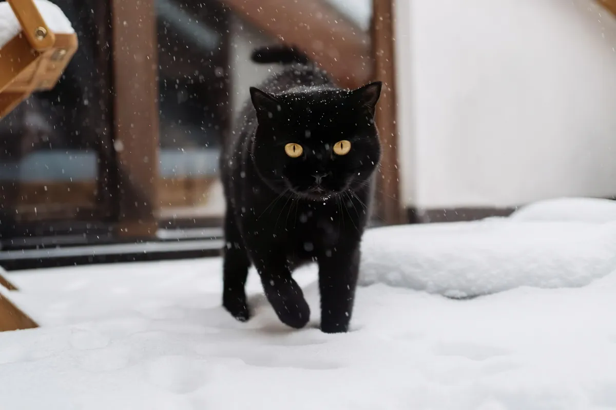 hiver et froid quelle temperature peut supporter un chat