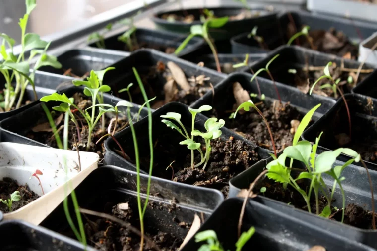 jardin et calendrier lunaire semis