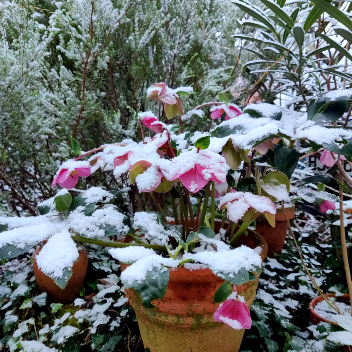 le meiileur site de jardinage en france 2024 fleurs couvertes de neige