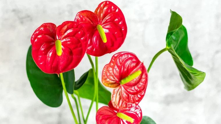 les feuilles de mon anthurium jaunissent que faire