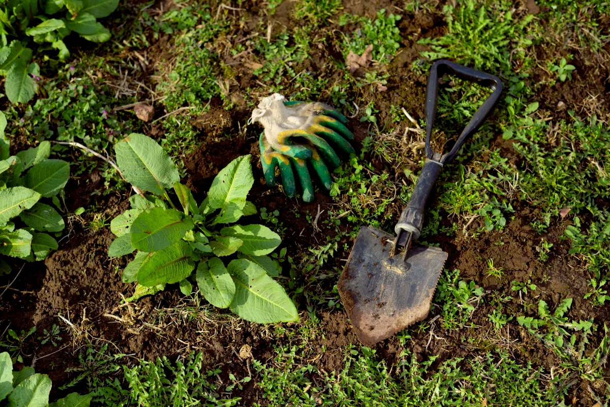 les meilleurs blogs et sites de jardinahe en 2024 feuilles vertes terre