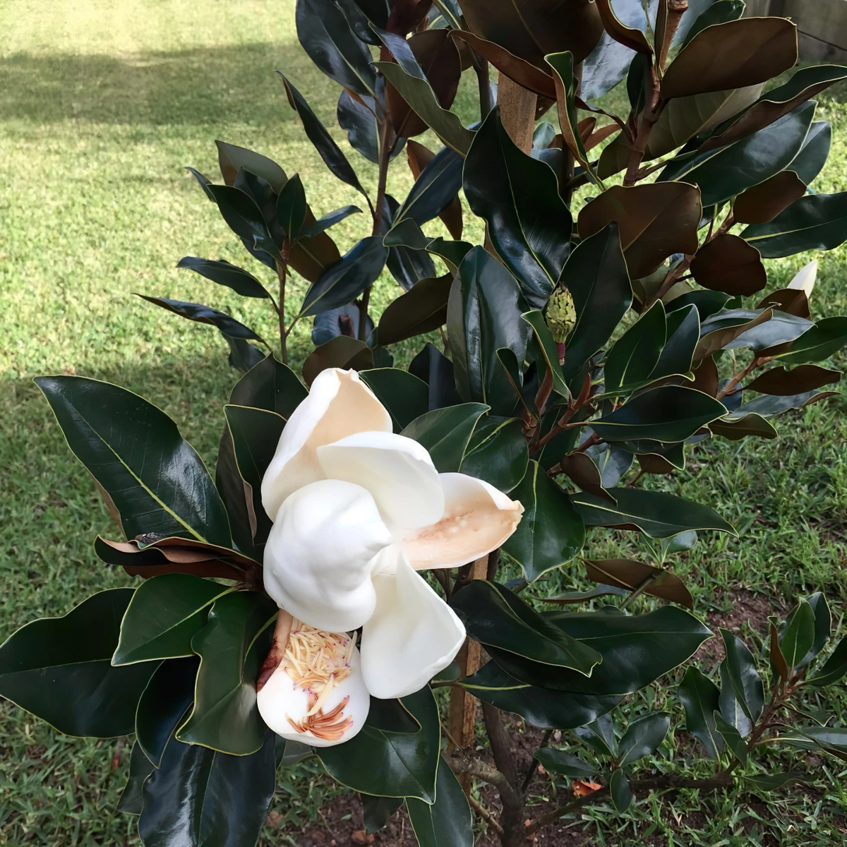magnolia compacte taille arbre variete little gem fleurs blanches feuilles vert fonce
