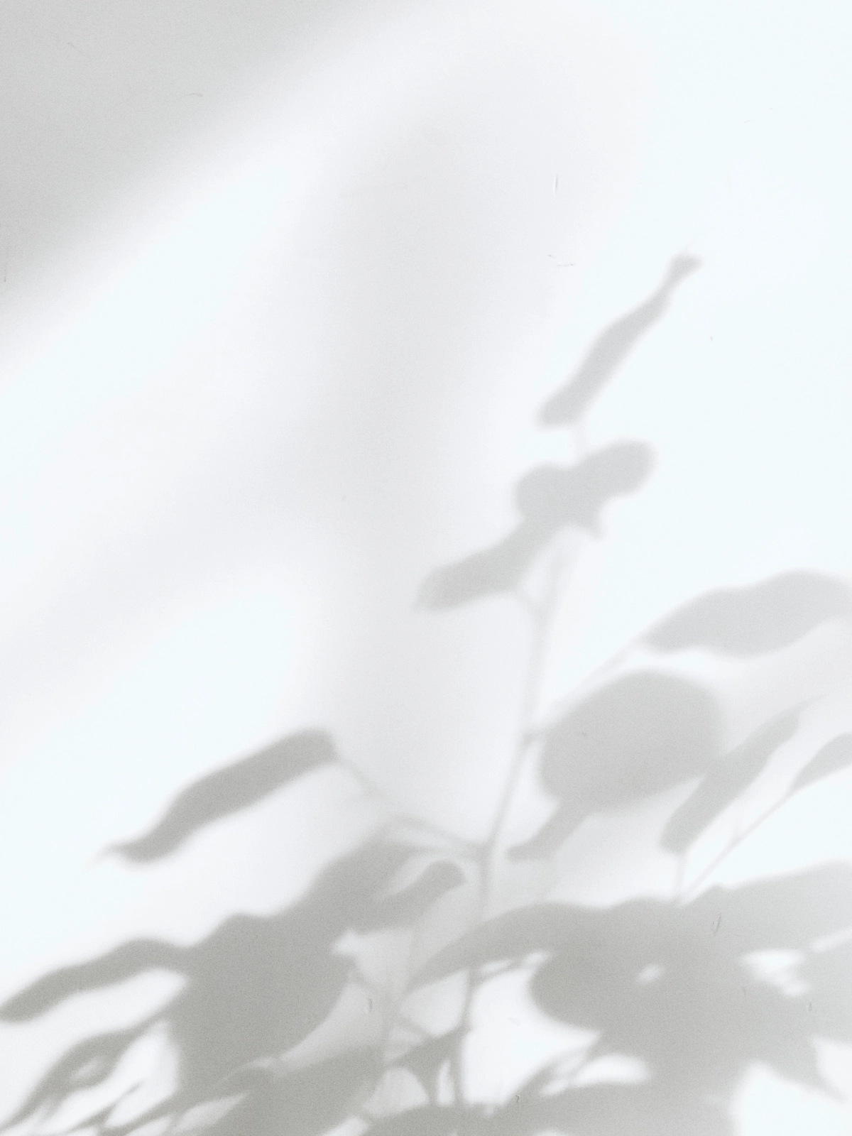 mur blanc reflets plante verte feuilles lumiere soleil rayons photograhie