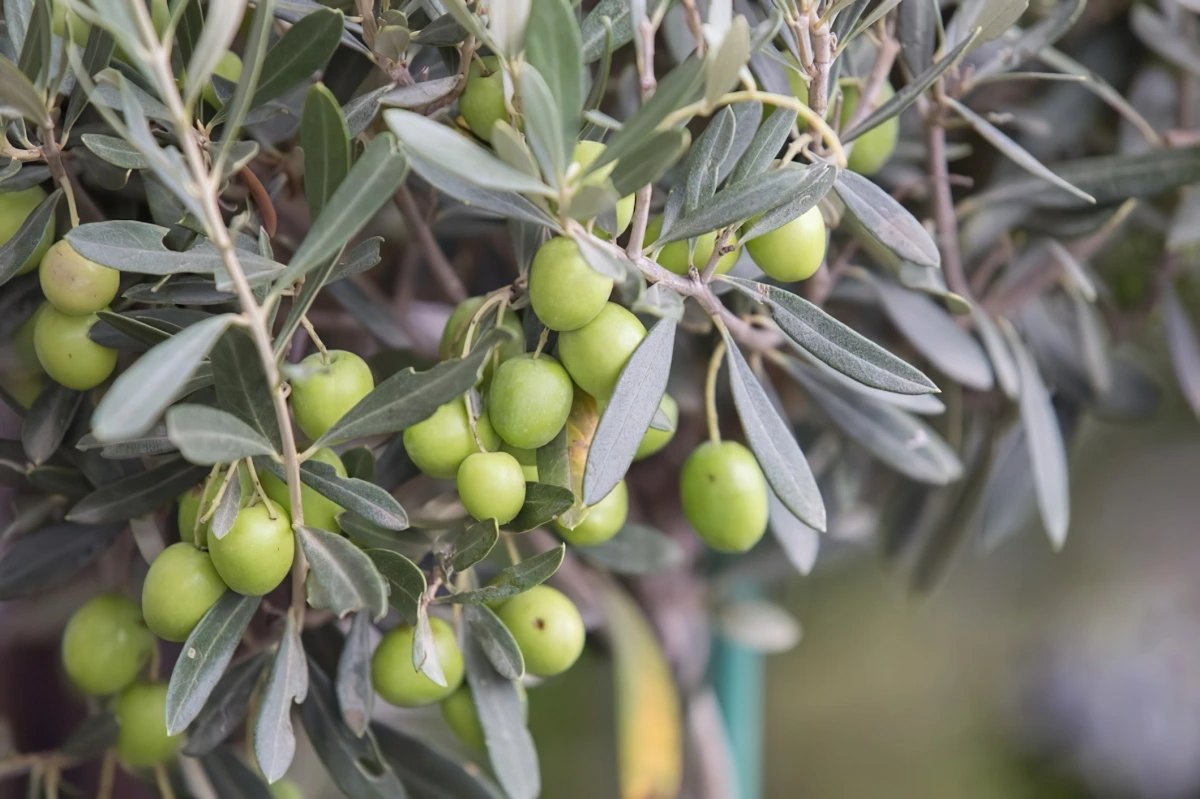 olivier mediterranéen olea europaea arbre fruitier feuilles etroites vert gris