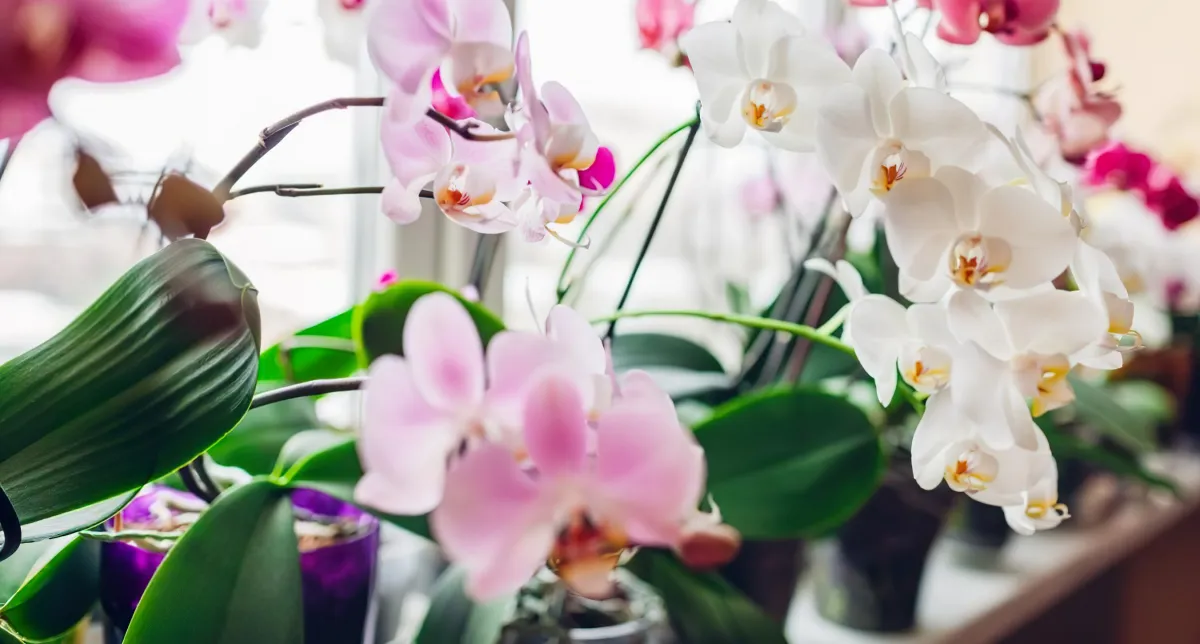 ou placer les orchidees pendant la floraison