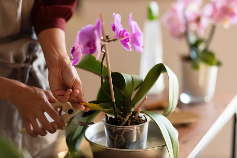 outil secateur jardinage pot transparent orchidee fleurs roses feuillage vert