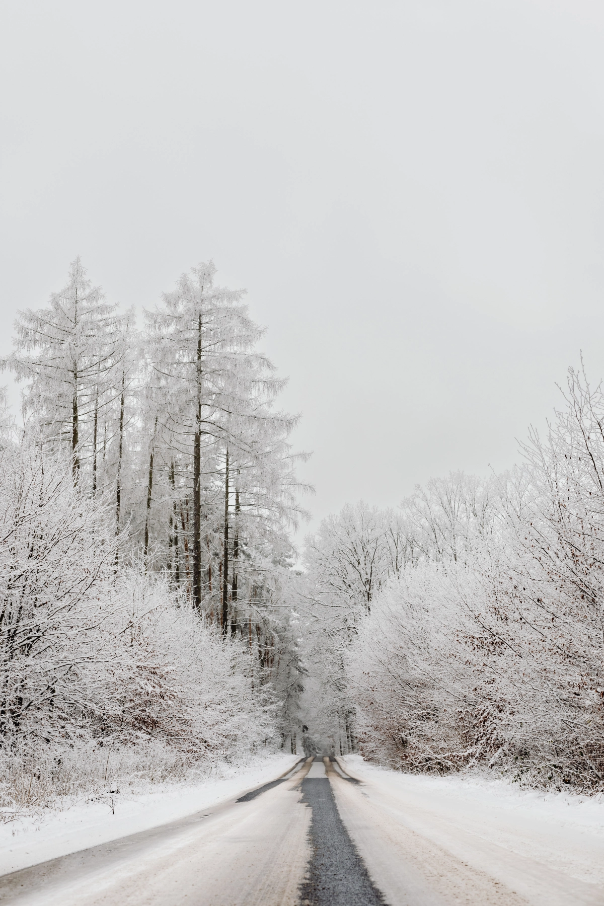 paysage enneige chemin arbres blancs fond d ecran esthetique hiver