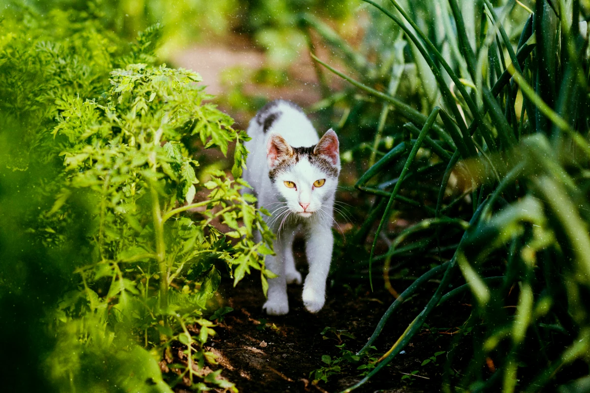 pepulsif naturel contre les chats errants jardin