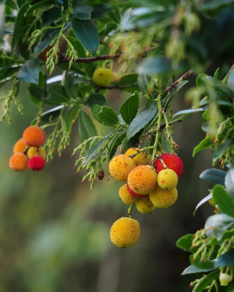 petit arbre decoratif exterieur fruits feuilles vert fonce brillantes