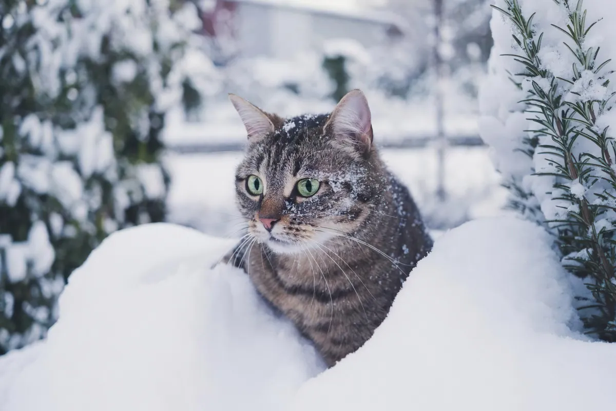 peut on laisser son chat sortir en hiver dans la neige