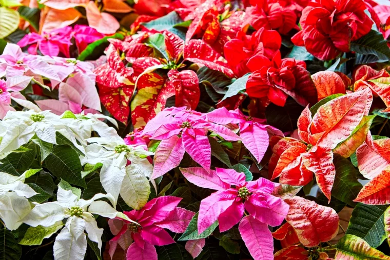 peut on planter la poinsettia en pliene terre fleurs couleurs differentes