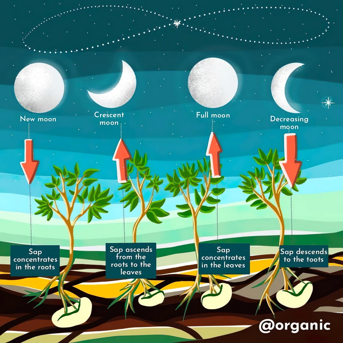 phases cycles jardiner avec la lune mouvement seve direction surface