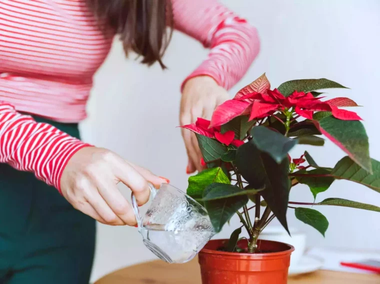 poinsettia entretien femme arrosage etoile de noel feuilles rouges